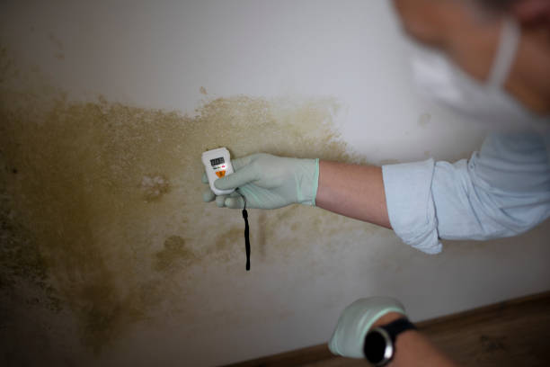 Best Commercial Mold Removal  in Highland Beach, FL